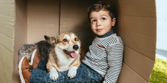 Pet insurance